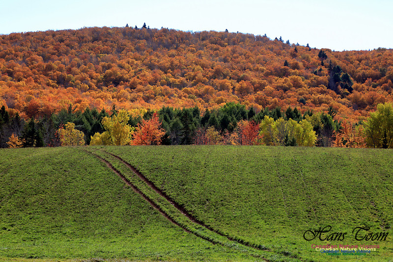 Maple Forest Fall Colours 2016