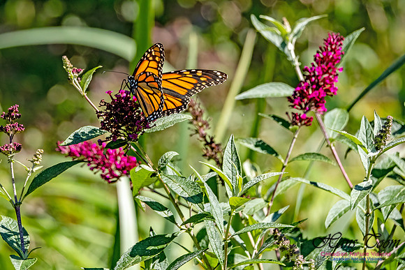Monarch Butterfly 708