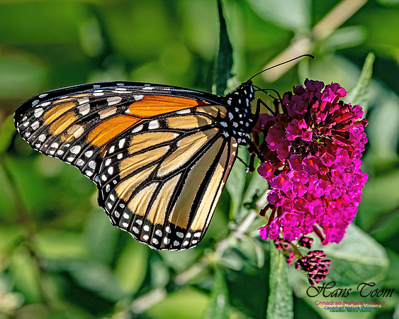 Monarch Butterfly 705