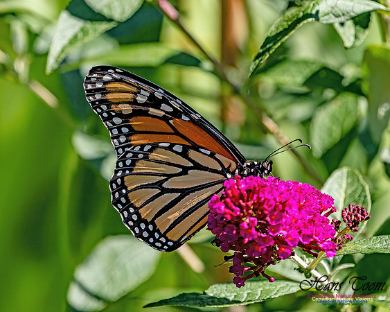 Monarch Butterfly 704