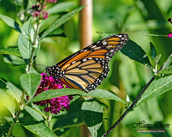 Monarch Butterfly 706