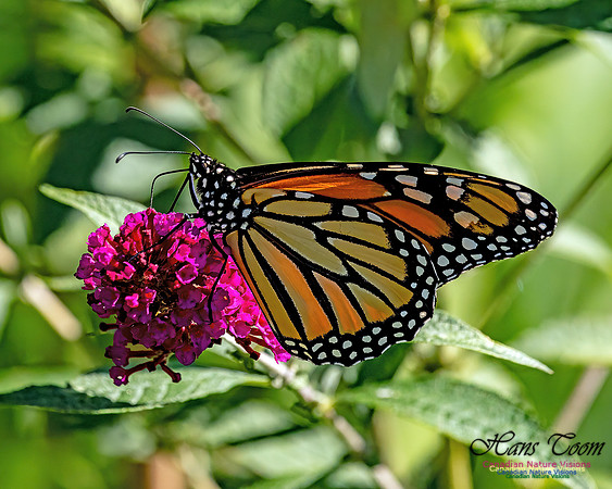 Monarch Butterfly 703