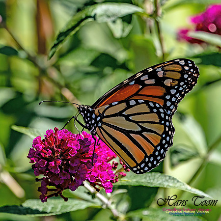 Monarch Butterfly 702