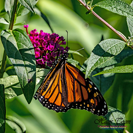 Monarch Butterfly 700