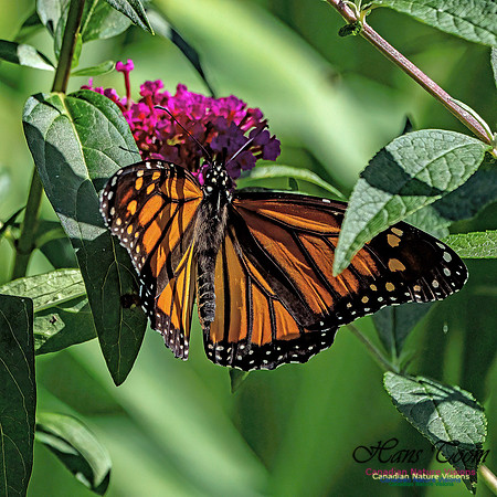 Monarch Butterfly 701