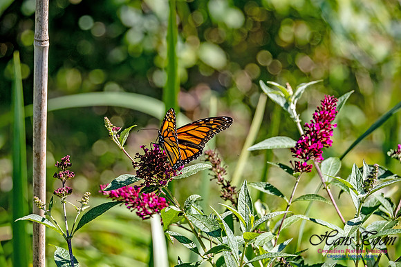 Monarch Butterfly 707