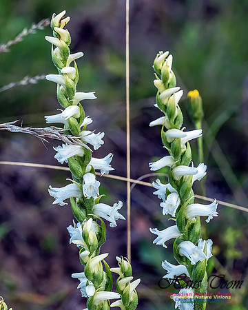 Yellow Lady's Tresses Orchid 308
