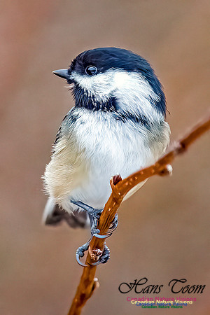 Black-capped Chickadee 100
