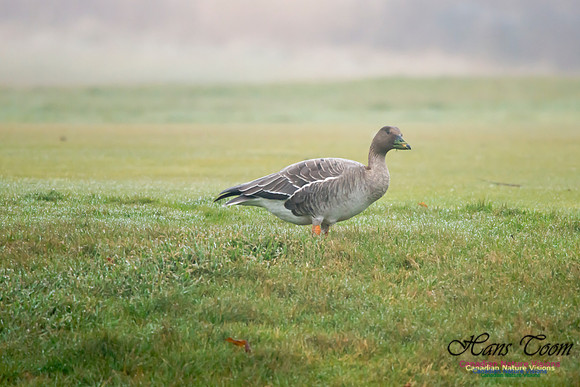 Bean Goose