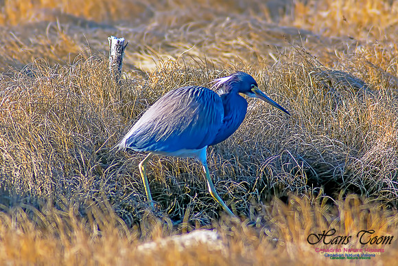 Tricoloured Heron 40