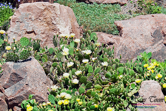 Agricultural College Rock Garden