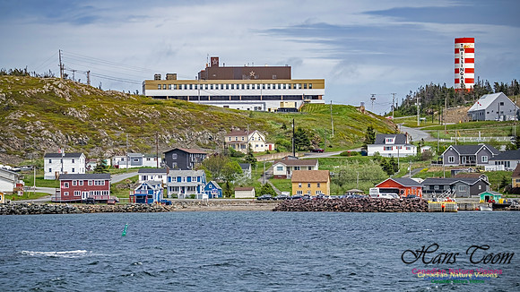 Twillingate 117