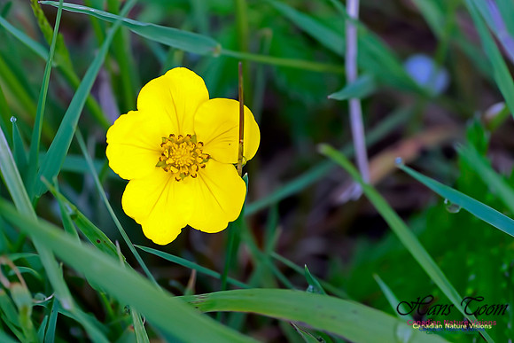 Buttercup