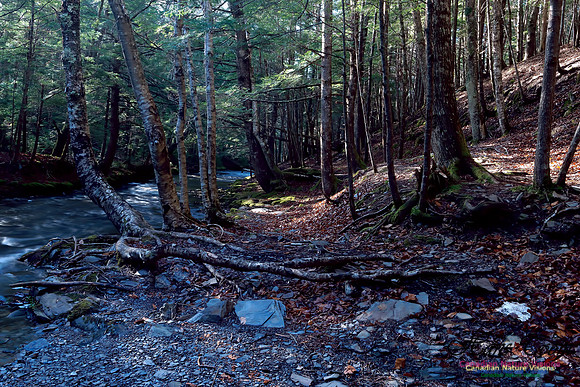 Woodland In Fall 1000