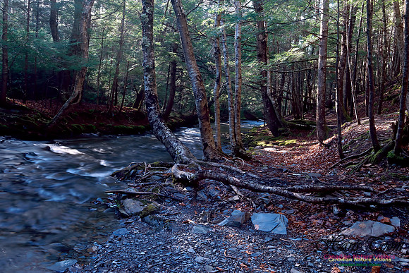 Woodland In Fall 1001