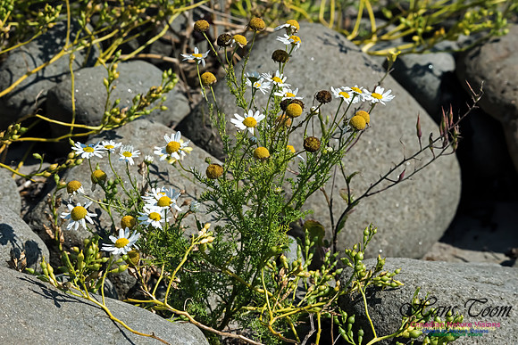 Scentless Chamomile