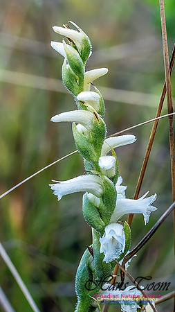 Yellow Lady's Tresses Orchid 306