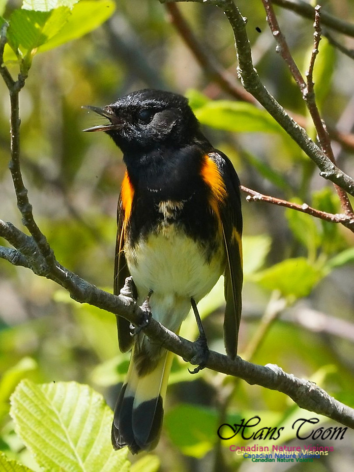 American Redstart 204