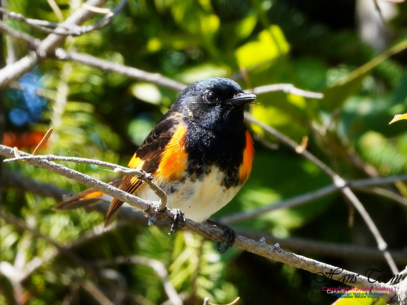 American Redstart 206