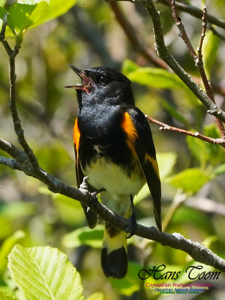 American Redstart 205