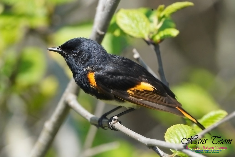 American Redstart 200