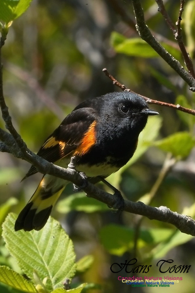 American Redstart 201