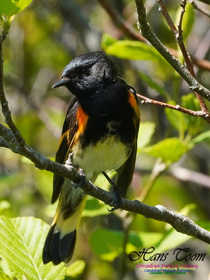 American Redstart 202