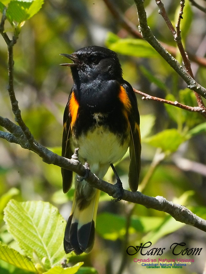 American Redstart 203