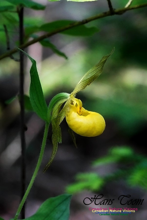 Yellow Lady's Slipper Orchid 101