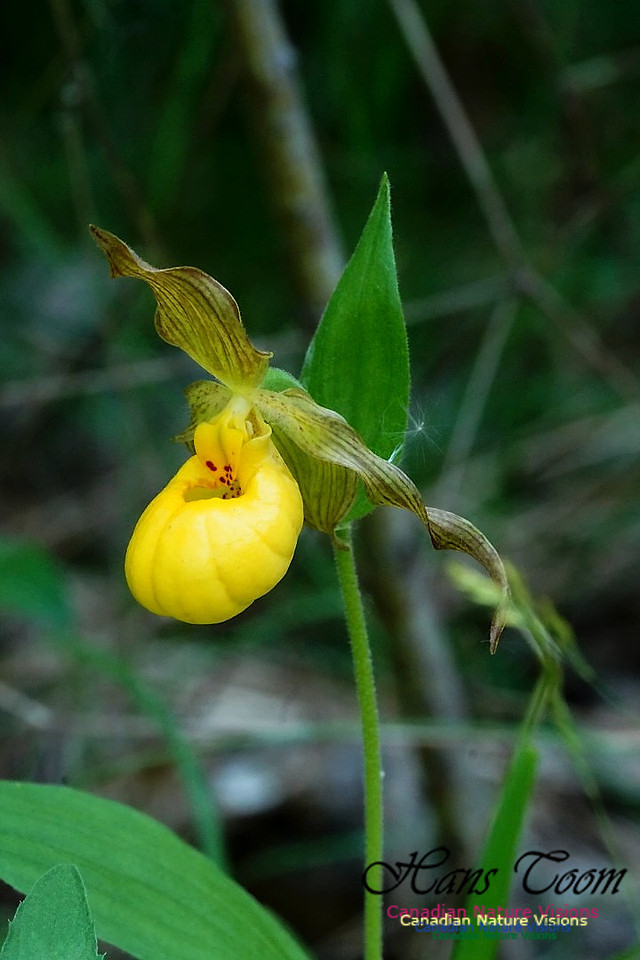Yellow Lady's Slipper Orchid 104