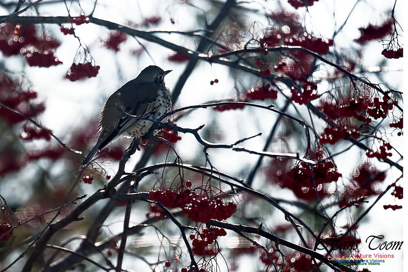 Mistle Thrush 9