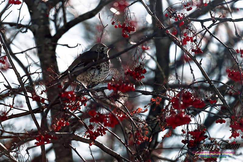 Mistle Thrush 7