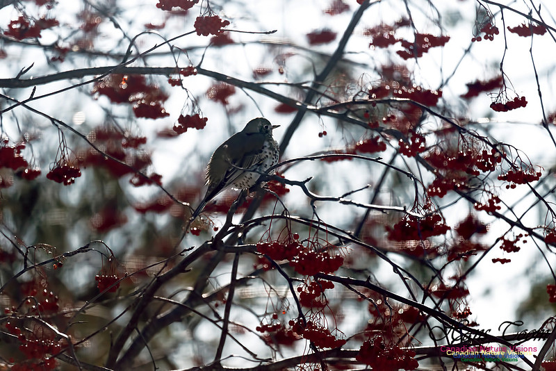 Mistle Thrush 10