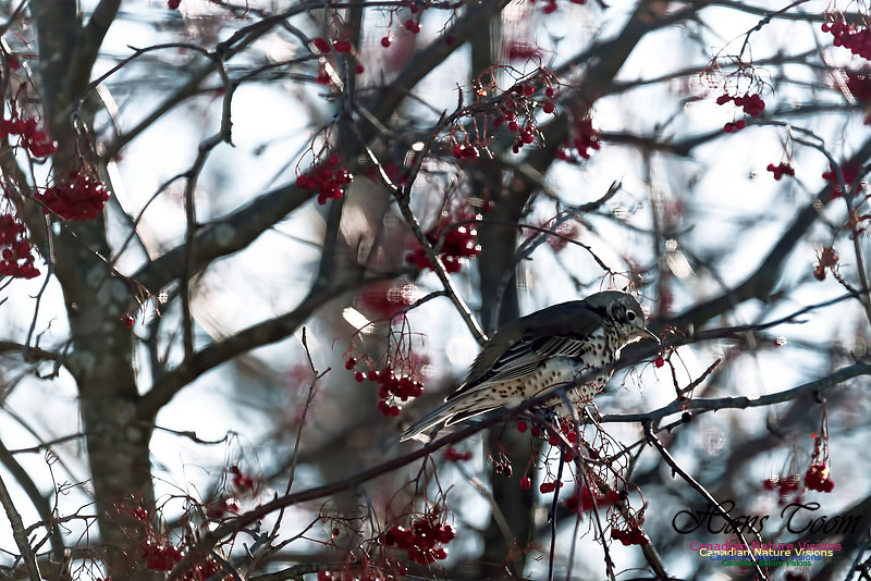 Mistle Thrush 6