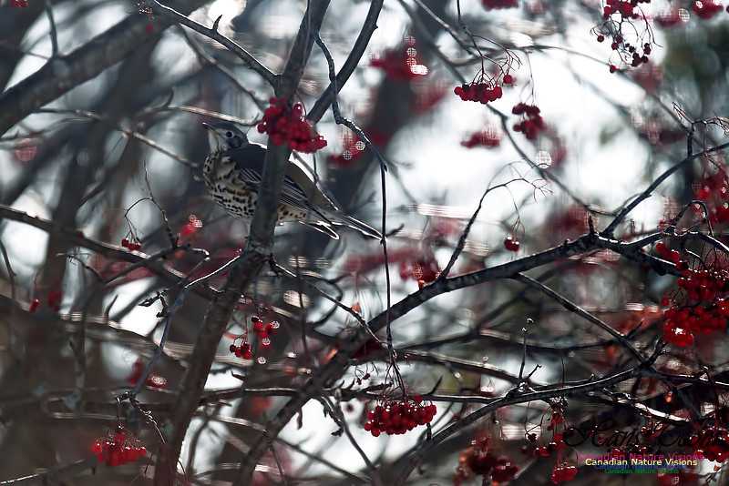 Mistle Thrush 8