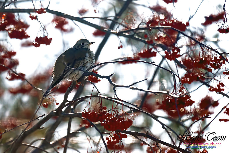 Mistle Thrush 11