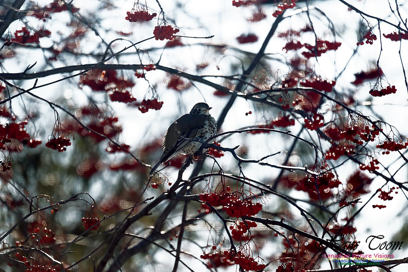 Mistle Thrush 12