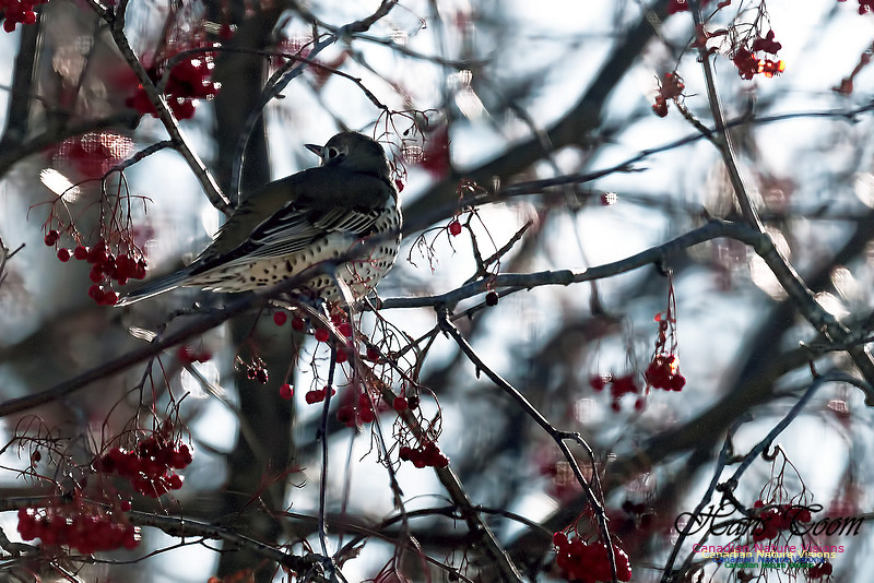 Mistle Thrush 2