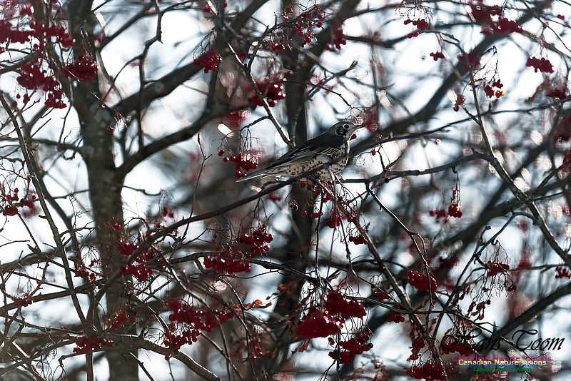Mistle Thrush 3