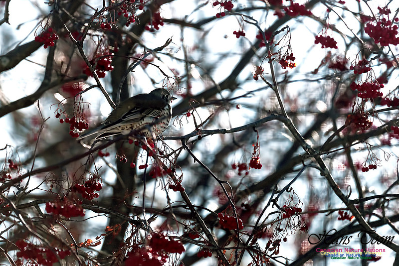 Mistle Thrush 4