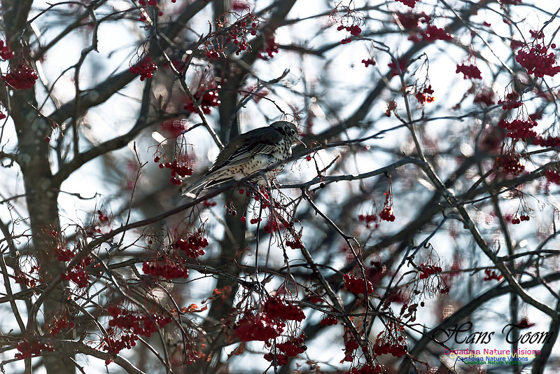 Mistle Thrush 5