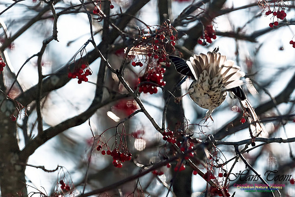 Mistle Thrush 1