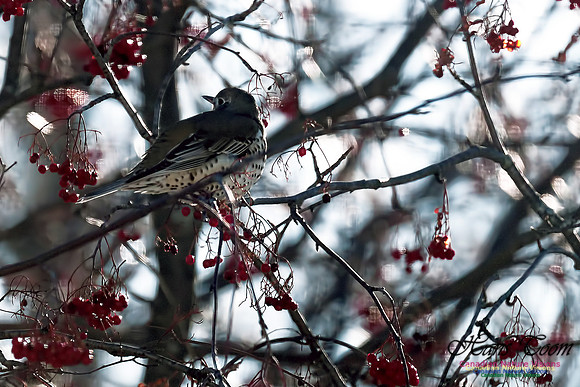 Mistle Thrush 2