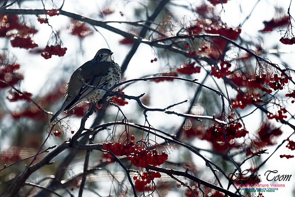 Mistle Thrush 13