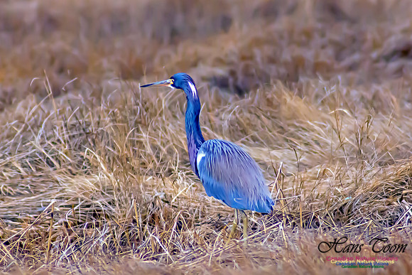 Tricoloured Heron 1