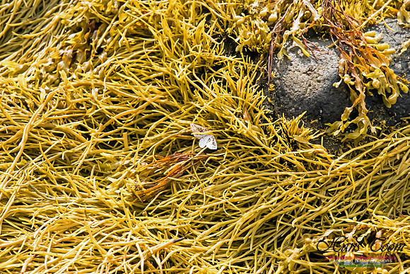 Unidentifed Moth and Sea Weed