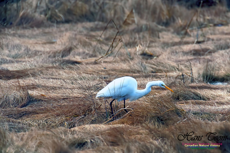 Great Egret 1002