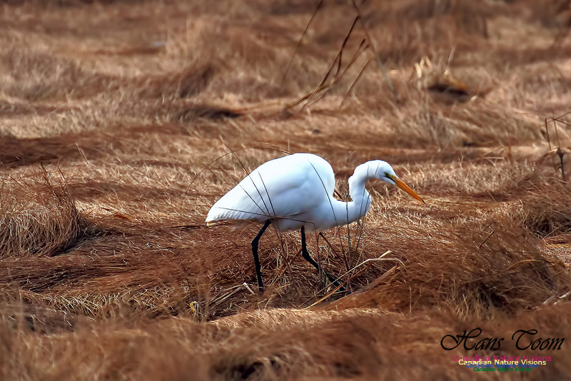 Great Egret 1004