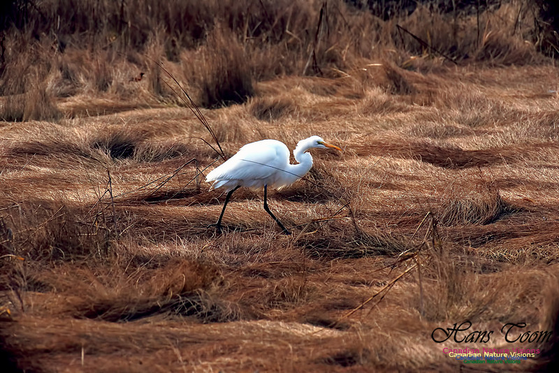 Great Egret 1006
