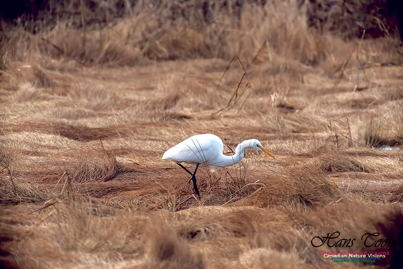 Great Egret 1005
